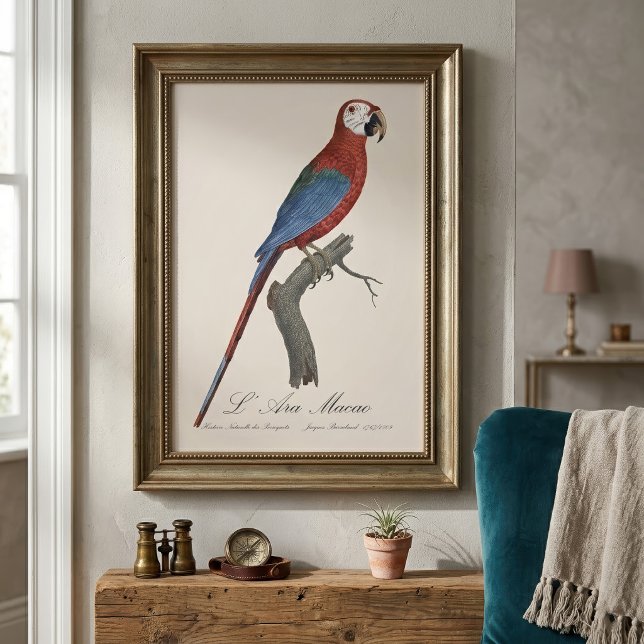 Foto Guacamayo rojo y verde, Ara chloropterus (Red-and-green Macaw, Ara chloropterus. Photo Print)
