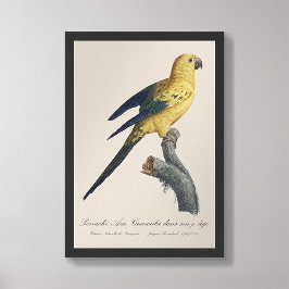 Foto Guarouba dans hijos jeune age / Sun parakeet