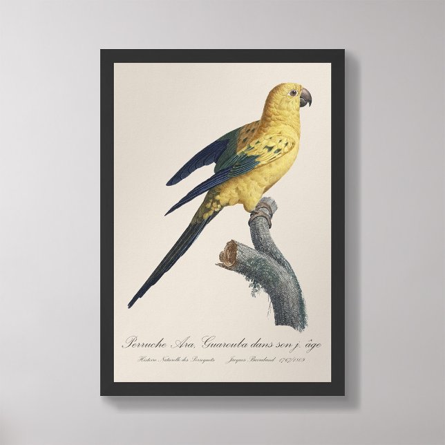 Foto Guarouba dans hijos jeune age / Sun parakeet (Subido por el creador)