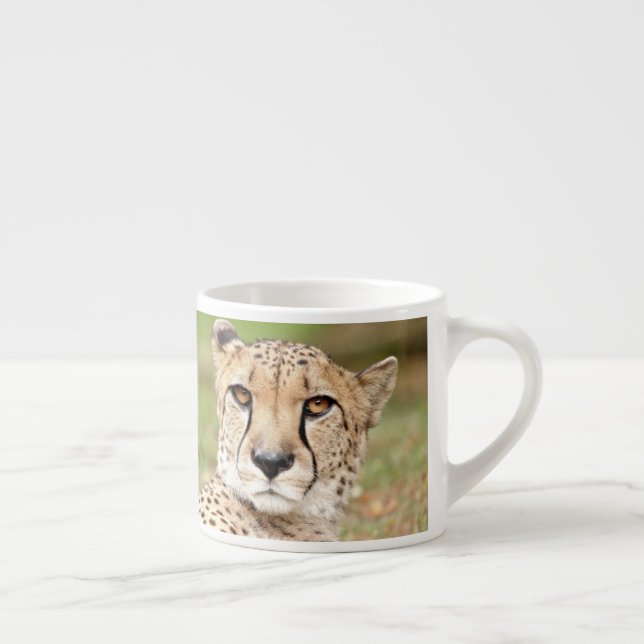 Foto guepard , gato , animales . taza de espresso (Derecha)
