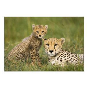 Foto Guepardo, Acinonyx jubatus, con cría