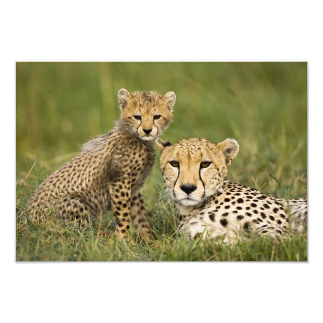 Foto Guepardo, Acinonyx jubatus, con cría (Frente)
