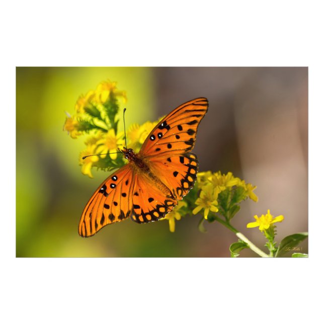 Foto Gulf Fritillary aka Passion Butterfly on Goldenrod (Frente)