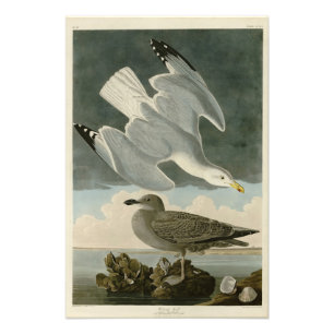 Foto Gull arenque de los pájaros de América de John Aud