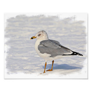Foto Gull en la nieve