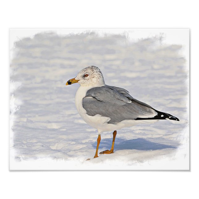 Foto Gull en la nieve (Frente)