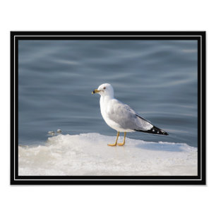 Foto Gull on ice
