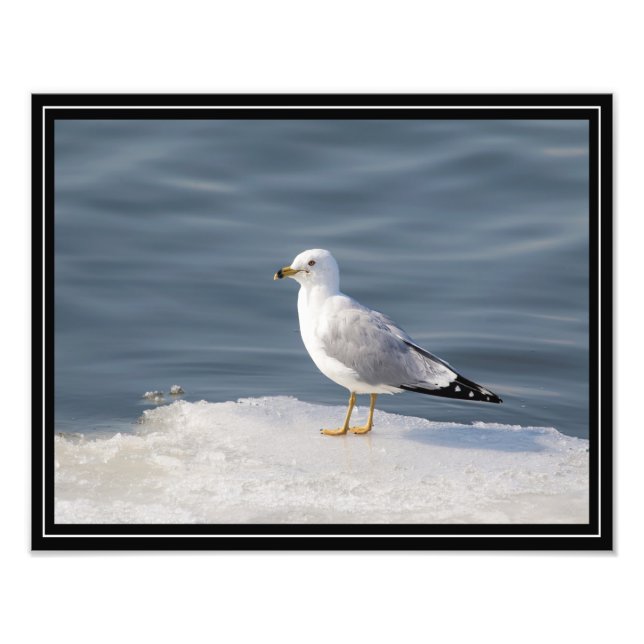 Foto Gull on ice (Frente)