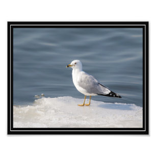 Foto Gull on ice