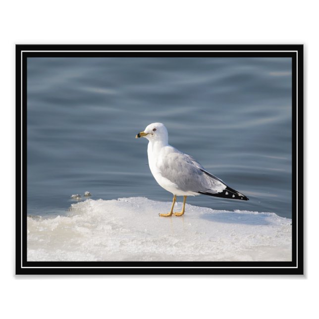 Foto Gull on ice (Frente)