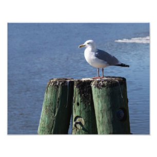 Foto Gull on Pilings