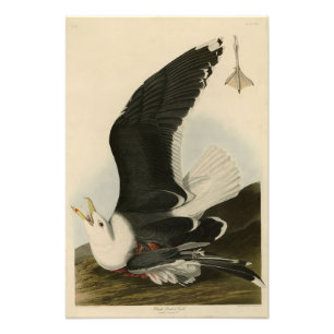 Foto Gullón negro respaldado 	de los pájaros de América