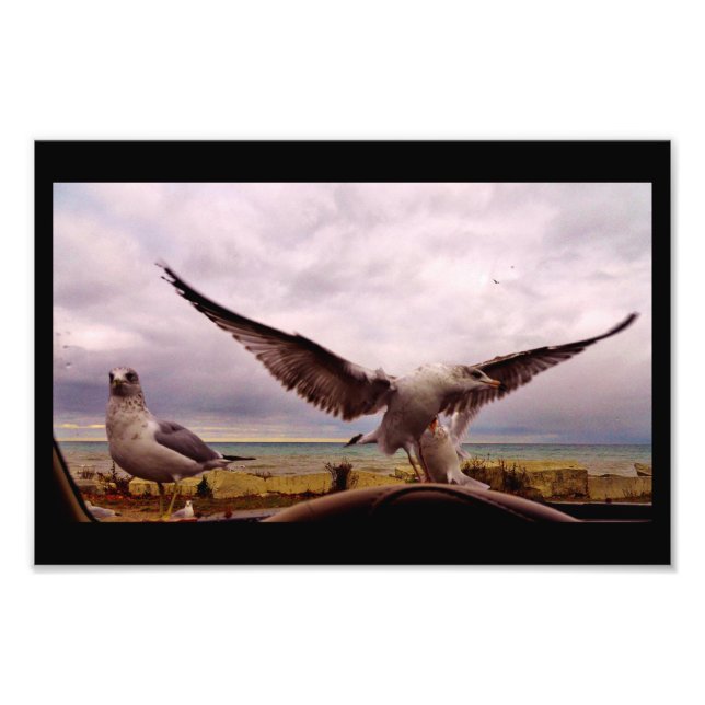 Foto Gulls curiosos (Frente)