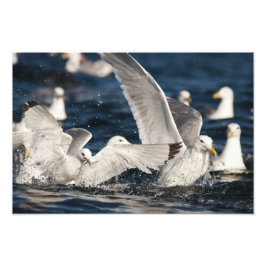 Foto Gulls emergentes