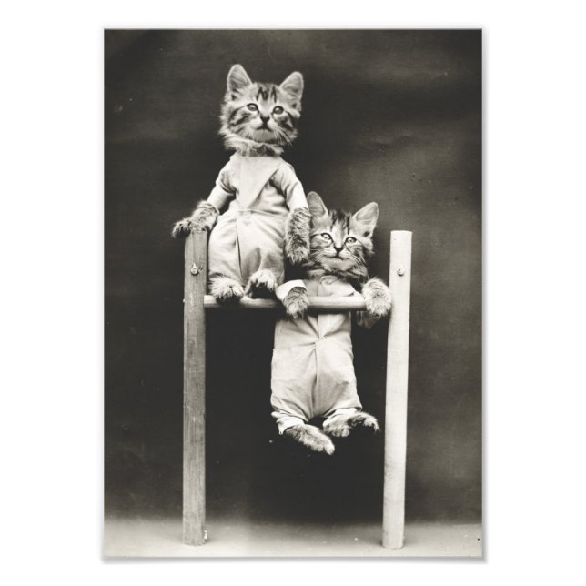 Foto Gymnast Kittens (Frente)