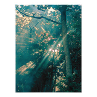 Foto Hadas en el Bosque