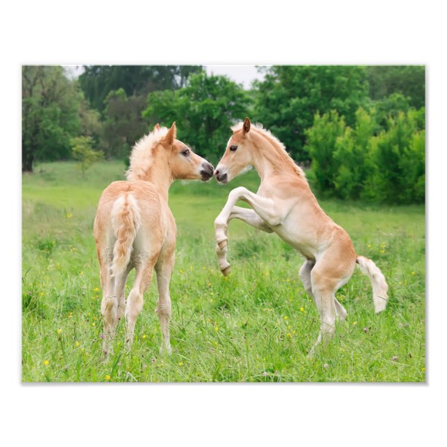 Foto Haflinger Horses Cute Foals Rearing - Paperprint (Frente)