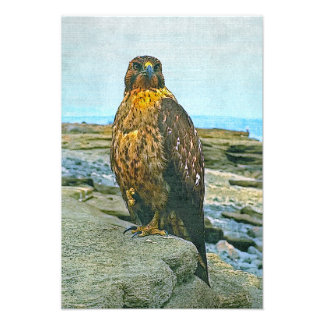 Foto Halcón de las Galápagos