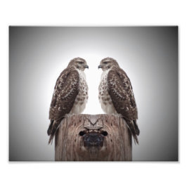 Foto Halcón en un poste