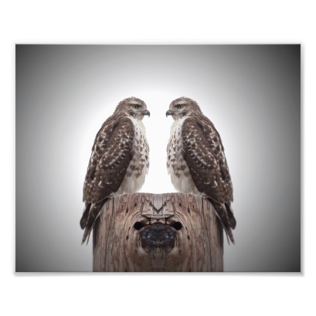 Foto Halcón en un poste (Frente)