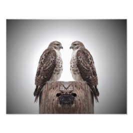 Foto Halcón en un poste