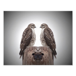 Foto Halcón en un poste