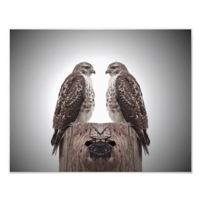 Foto Halcón en un poste (Frente)