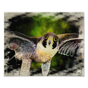 Foto Halcón Peregrino