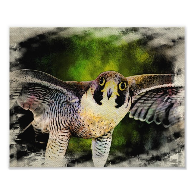 Foto Halcón Peregrino (Frente)