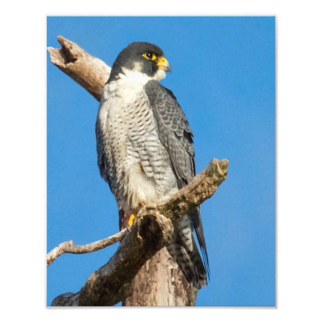 Foto Halcón Peregrino (Frente)