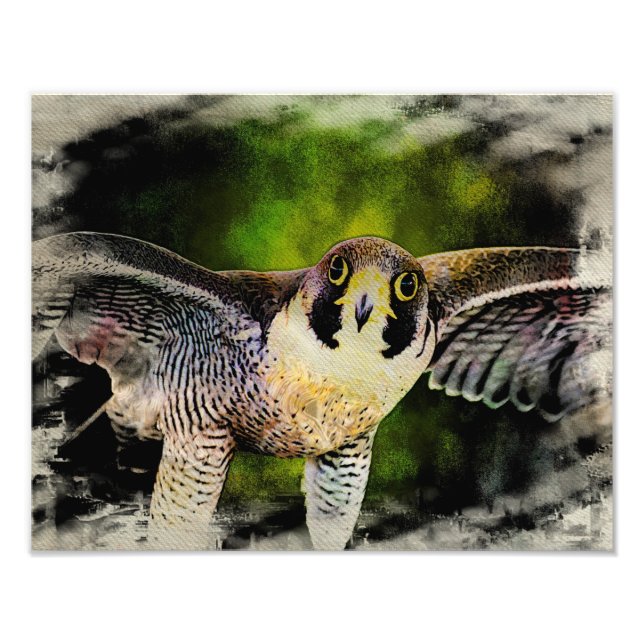 Foto Halcón Peregrino (Frente)