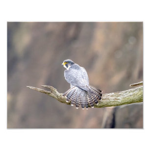 Foto Halcón peregrino 14x11 en la interestatal de Palis