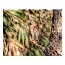 Halcón rojo de hombro 14x11 en un árbol