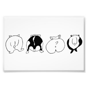 Foto Hamster Butts