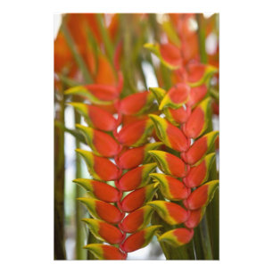 Foto Hanging Heliconia, Frutas del Martes Semanal &