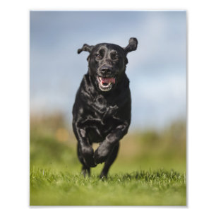 Foto Happy Black Labrador Retriever