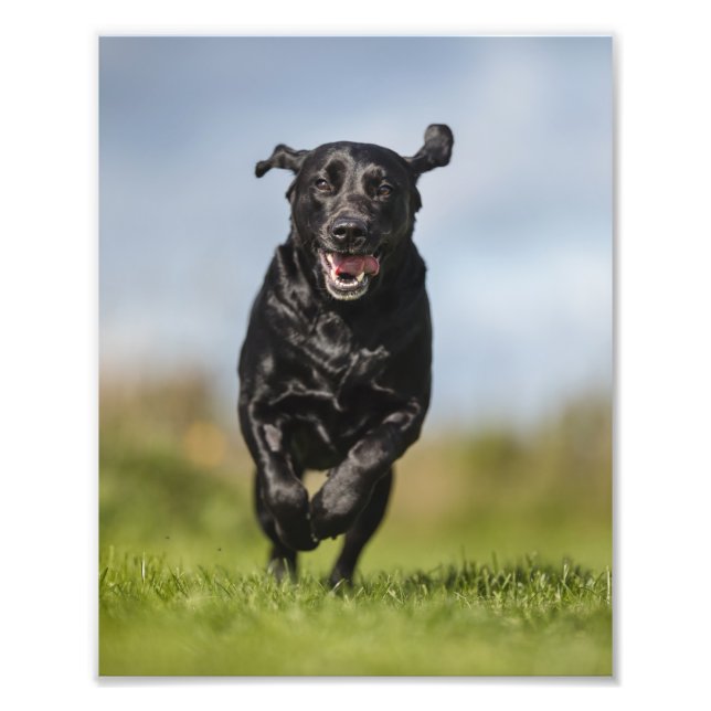 Foto Happy Black Labrador Retriever (Frente)
