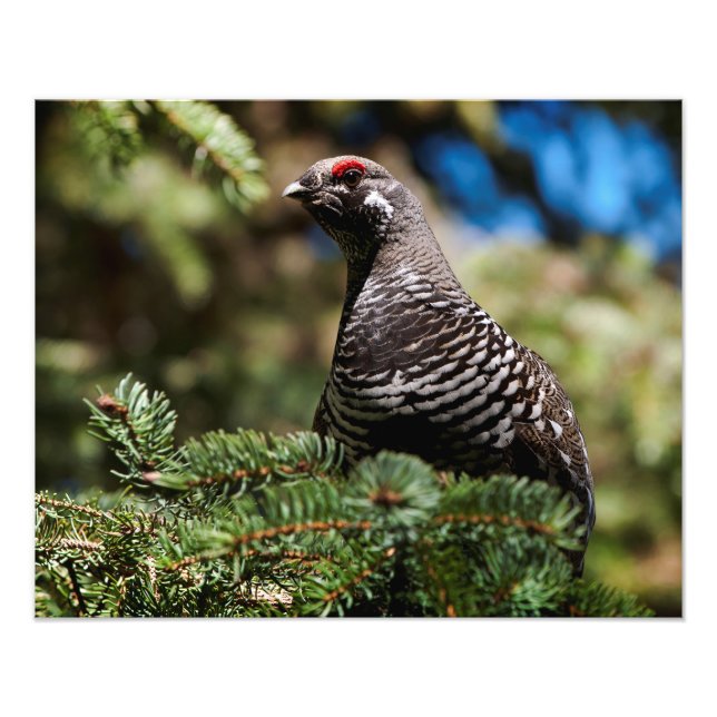 Foto Happy Spruce Grouse (Frente)