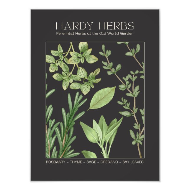 Foto Hardy Herbs Botanical Print  (Frente)