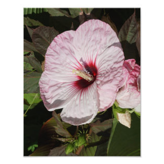 Foto Hardy Hibiscus de 11"x14"