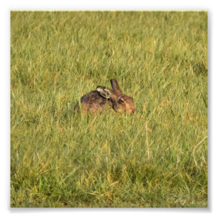 Foto Hare
