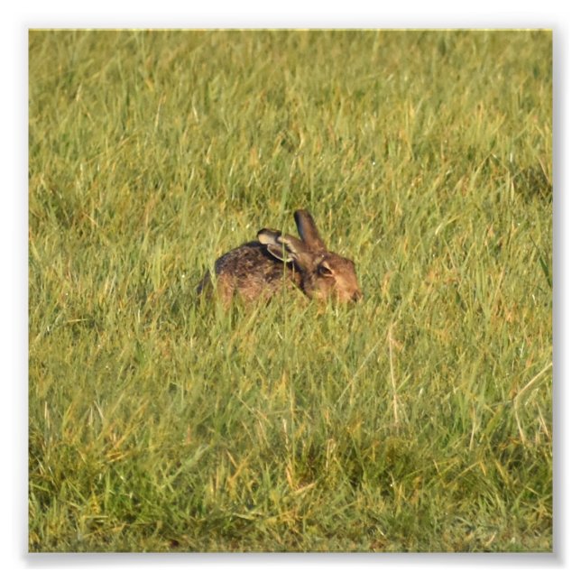 Foto Hare (Frente)