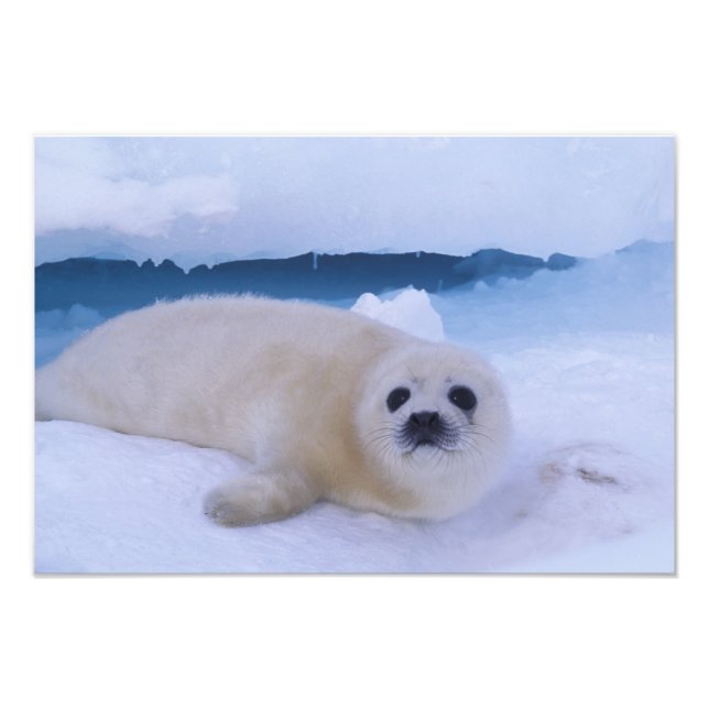 Foto Harp Seal Norteamérica, Canadá, Quebec (Frente)