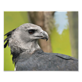 Foto Harpy Eagle.