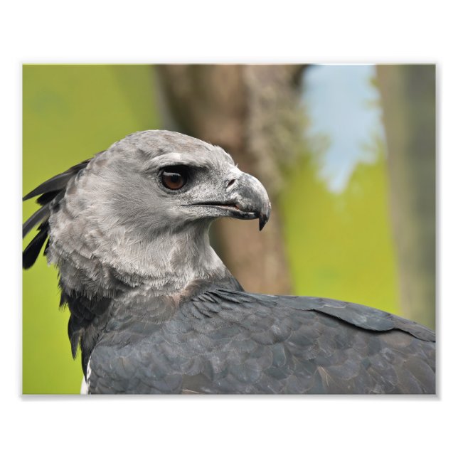 Foto Harpy Eagle. (Frente)