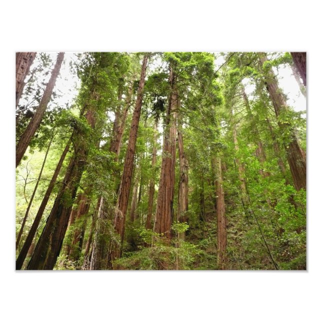 Foto Hasta Redwoods I en el Monumento Nacional Muir Woo (Frente)