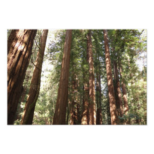 Foto Hasta Redwoods II en el Monumento Nacional Muir Wo