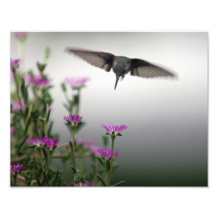 Foto Head First Hummingbird