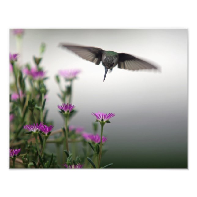 Foto Head First Hummingbird (Frente)