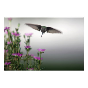Foto Head First Hummingbird